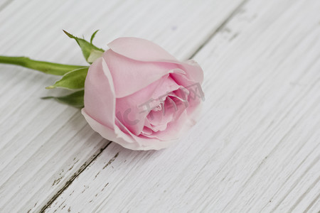 温柔摄影照片_温柔粉色玫瑰鲜花