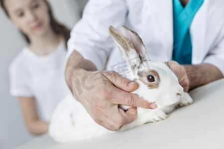 医生在兽医诊所床上检查兔子的中段