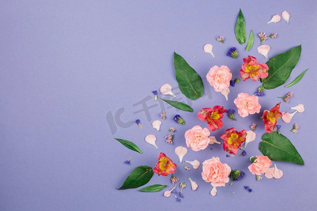 香石竹摄影照片_设计用香石竹叶、柠檬香花、紫色为背景