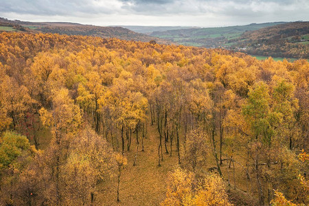橙色风景摄影照片_令人惊叹的看法在银桦树森林顶部与金色的叶子在秋天秋天风景的上帕德利峡谷在峰区在英格兰