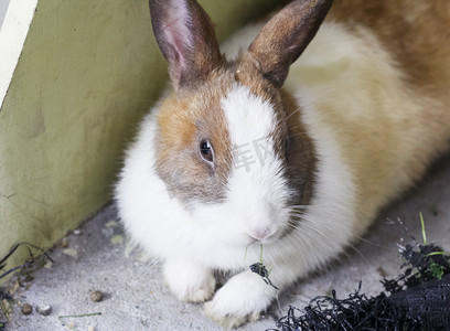 白棕花色长耳朵兔子