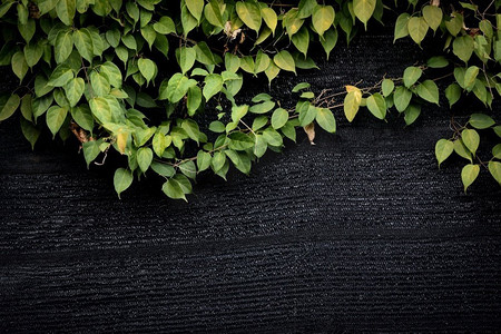在墙壁藤的绿叶自然绿色植物叶子纹理在黑暗背景