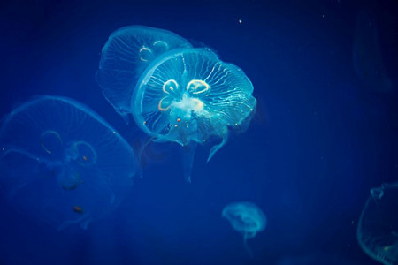 蓝色海水中的水母，海洋生物