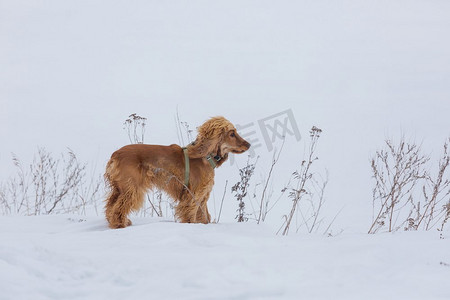 金色英国可卡犬站在雪地里