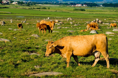 德牧摄影照片_奶牛在草地上。宁静的乡村场景..牧场上的奶牛