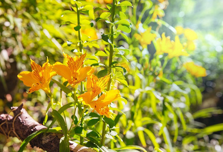 野生兰花花在绿色夏季森林在智利