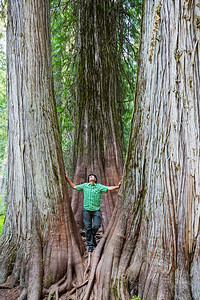 美国加利福尼亚州美丽的巨型红杉森林中的男人