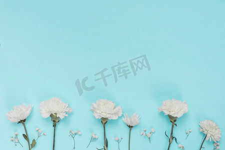 白色康乃馨摄影照片_白色康乃馨花蓝色桌子