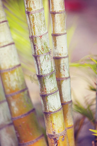 中国风水摄影照片_热带Grden的竹子，夏威夷