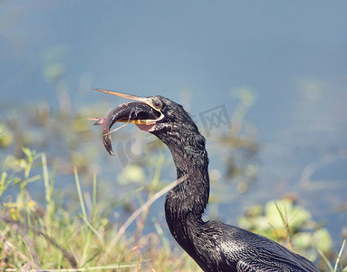 在佛罗里达州的湿地与大鱼的Anhinga鸟