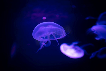 蓝色海水中的水母，海洋生物