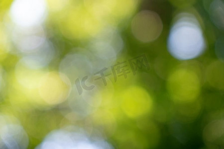 太阳光线摄影照片_ 模糊的，性质，叶，标题