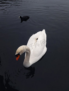 一只白天鹅和一只黑鸟漂浮在湖面上。