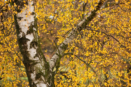 令人惊叹的五颜六色充满活力的森林林地秋天风景在山顶区在英格兰