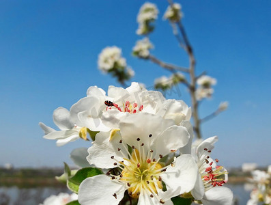 在一个美丽的春日，乡村背景下盛开的白色梨花的分枝