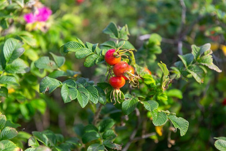 灌木植物摄影照片_园艺，植物学和植物学概念—多格罗斯灌木与浆果在夏季花园。在夏季花园里有浆果的多格罗斯灌木