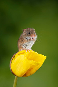 可爱的收获小鼠micromys minutus在黄色郁金香花叶子与中性绿色自然背景