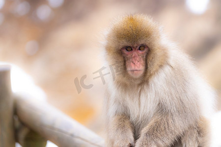 日本温泉摄影照片_日本雪猴猕猴温泉温泉Jigokudan猴子公园，中野，日本