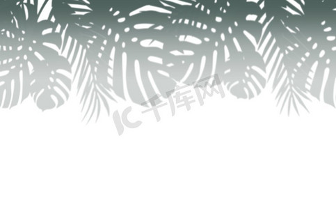 各种热带树叶阴影边框，白色背景上孤立