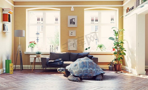 客厅里的大乌龟图片&媒体创意概念照片组合