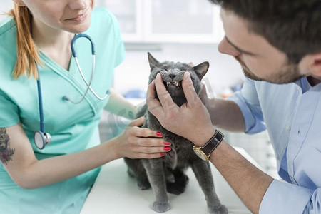 医生和主人检查俄罗斯蓝猫的牙齿在床上在兽医诊所’