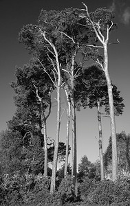 黑白风景摄影照片_英国乡村柔和的春日阳光下的S松树美丽的黑白风景意象