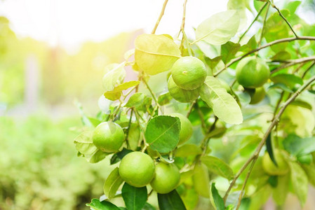 树上的绿色柠檬/新鲜的柠檬柑橘水果花园农场维生素C含量高农业与自然绿色模糊的背景在夏天