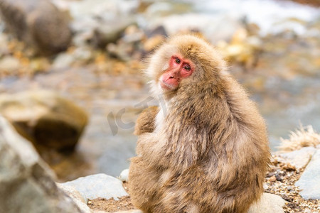 温泉康养摄影照片_日本雪猴猕猴温泉温泉Jigokudan猴子公园，中野，日本