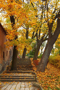 秋天的黄秋枫叶巷自然背景树公园
