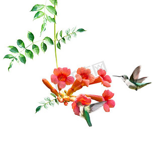 红宝石喉蜂鸟吃花蜜从一个喇叭藤在白色背景