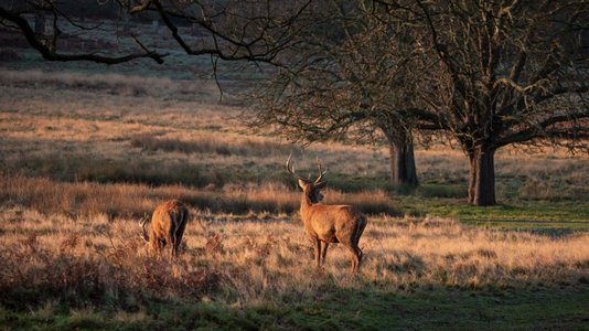 红鹿群的史诗图像在发光的金色黎明阳光的鹿Elaphus在森林景观场景与惊人的光 