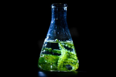 制氢能源板块摄影照片_藻类生物燃料在生物技术实验室，光生物反应器藻类燃料研究在生物燃料工业实验室