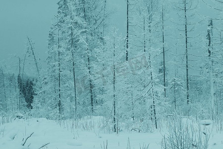 圣诞树木摄影照片_在圣诞森林里下雪的冬季景观