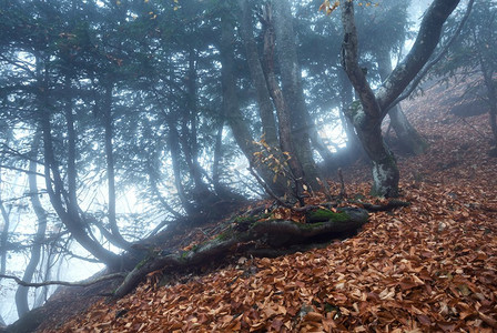 神奇植物摄影照片_在雾中穿过一片神秘的黑暗古老森林。克里米亚的秋天早晨神奇的气氛。童话