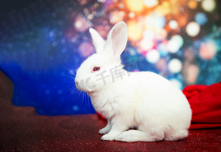 兔年新年兔子摄影照片_兔年兔子