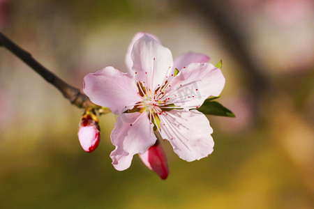 桃花花瓣