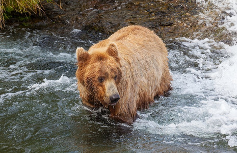  阿拉斯加，熊，惊人，美国