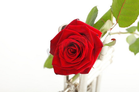 红玫瑰和小号爱音乐白色背景