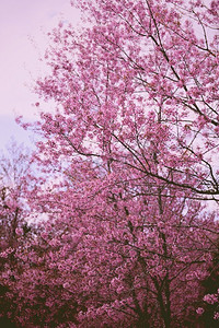 在树的野生喜马拉雅樱花，美丽的粉红色樱花花在冬天风景树与蓝天 