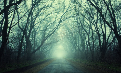 神秘的黑暗的秋天森林在绿色雾与道路，树木和树枝。克里米亚的早晨