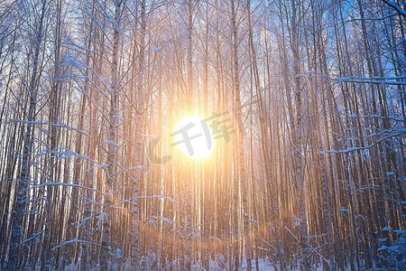 圣诞白色背景摄影照片_日落在冬季森林/二月日落在公园，雪森林和太阳，冬季休息