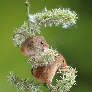 可爱的收获小鼠micromys minutus在白色花叶子与中性绿色自然背景