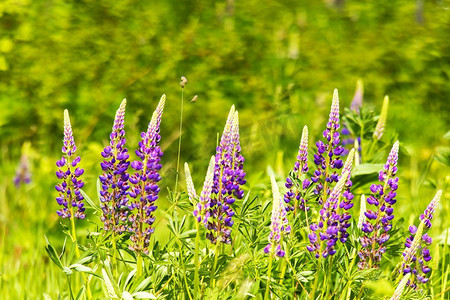 背景紫色花摄影照片_羽扇豆属，花粉红色，紫色和蓝色。一束羽扇豆花的夏花背景