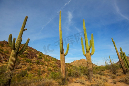 大Saguaro仙人掌在一个山，亚利桑那州，美国