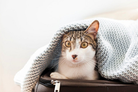 kitty摄影照片_有趣的猫毯子行李箱
