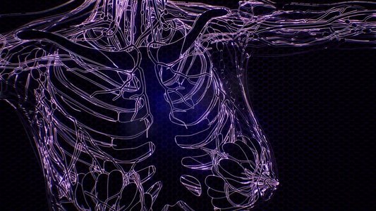 骨骼健康摄影照片_人体的科学解剖X光与骨骼。透明人体，骨骼可见