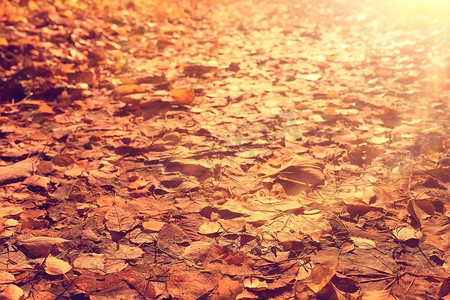 秋天叶子光线太阳背景/晴朗的秋天天背景，美丽的秋天叶子在阳光下