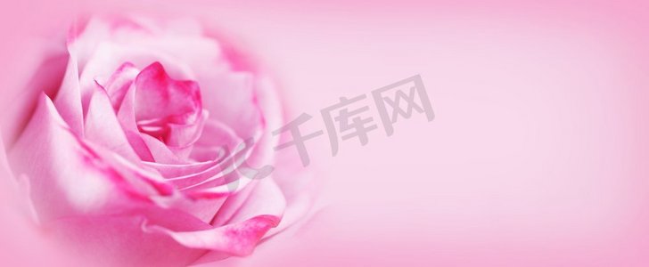 文字花卉摄影照片_美丽的情人节粉色玫瑰花背景与文字复制空间。粉色玫瑰花背景
