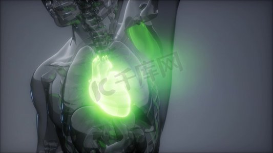 人体器官3摄影照片_人体心脏的科学解剖扫描图人体心脏放射学检查