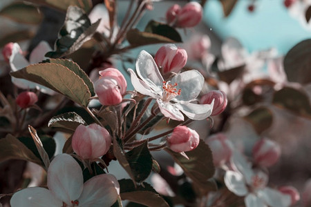 弹簧失量图摄影照片_春天花园里的树。美丽的春天自然背景。